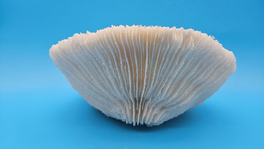 Vintage Mushroom Coral Specimen - Natural Coastal Home Decor Piece