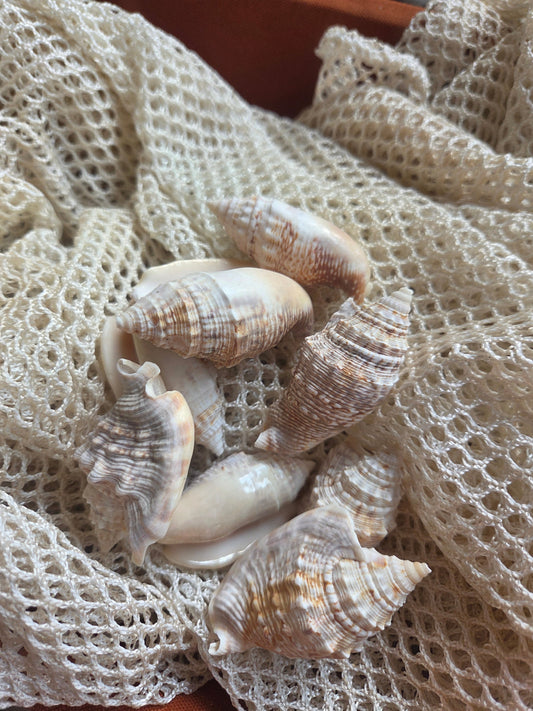 Lobatus raninus Hawk Wing Conch