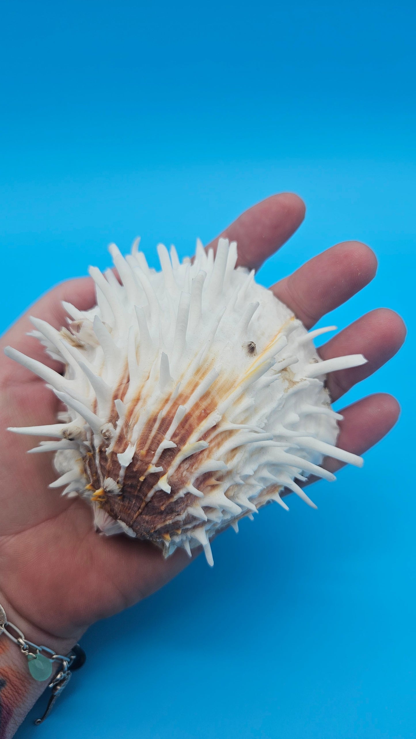 White Spiny Spondylus Shell Pair 3.8" – Hinged Coastal Display Shell with Orange Accents