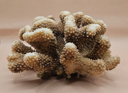 Vintage Cauliflower Coral 8.75" Branching Lobed Cluster (Pocillopora meandrina)