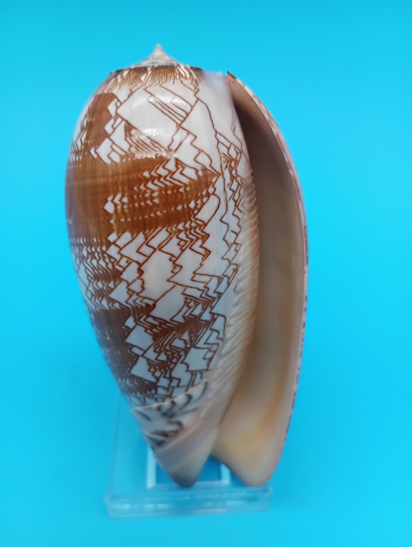 Tent Olive - Oliva Porphyria 3.7"