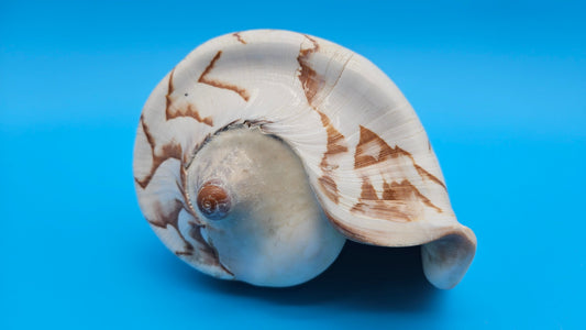 Noble Volute Display Shell – Premium Coastal Home Decor Specimen 7.25" Cymbiola nobilis