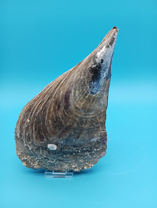 Barnacle Encrusted Rigid Pen Shell Display – Atrina rigida Approx. 8.4"