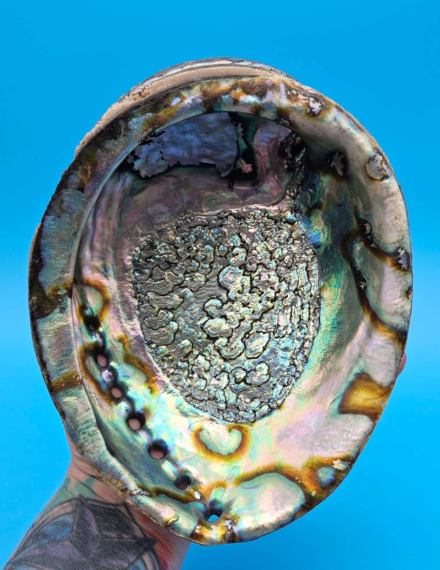 Green Abalone Shell (Haliotis fulgens)– 7.2” Coastal Display with Iridescent Interior
