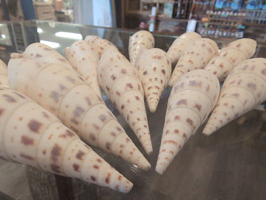 Marlin Spike Shell Terebra Maculata Grade B