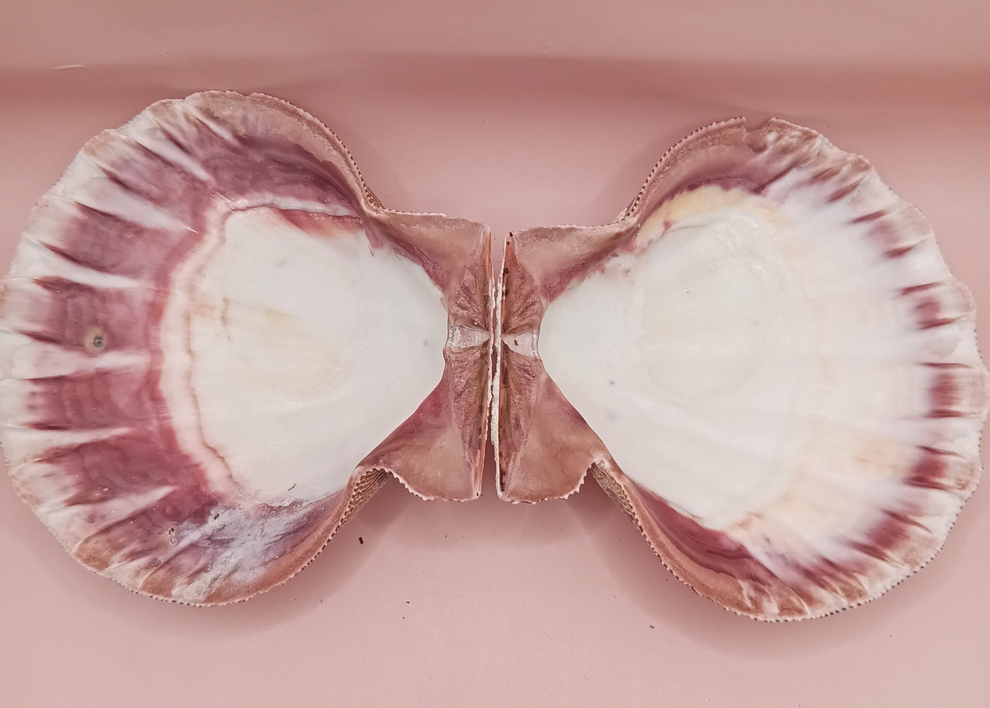 Natural Lion's Paw Seashell Pair – 5.0" x 5.2" – Coastal Display Accent