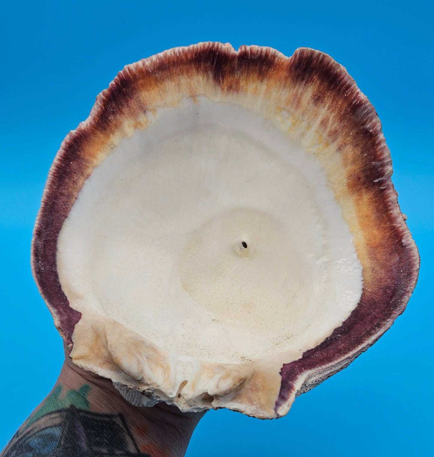Deformed Giant Rock Scallop | Mutant Freak Coastal Display Shell 5.7" (Crassadoma gigantea)