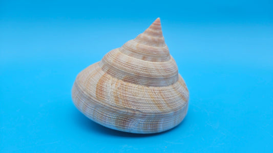 Rare Pleurotomaria hirasei Deep Sea Display Shell with Operculum – 3.8" Nautical Home Decor