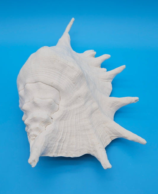Large White Lambis Truncata Display Shell 11.75"