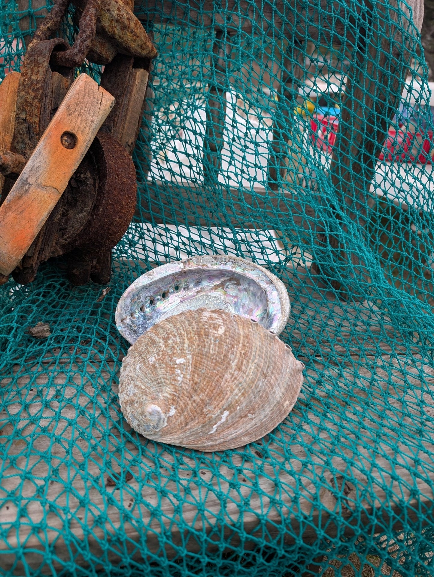 Rust Back Light Green Abalone Shell - Haliotis Fulgens