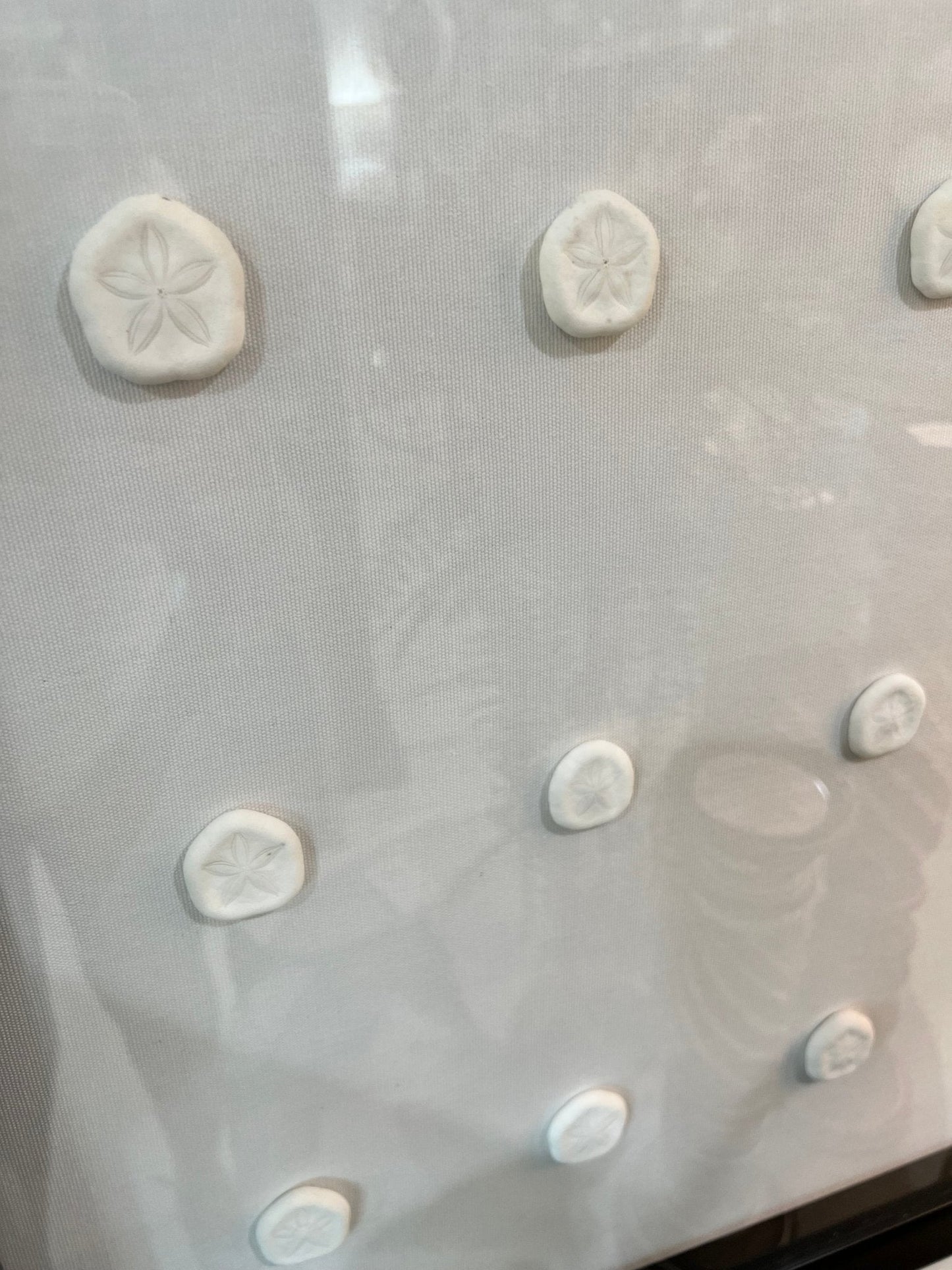 Sea Cookie Shadowbox- Made to order