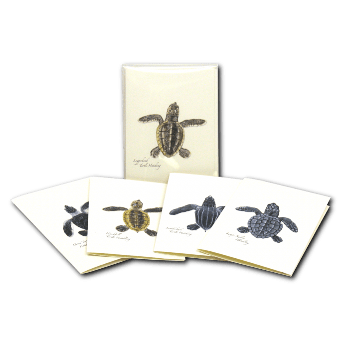 Sea Turtle Hatchling Assortment - Boxed Note Cards