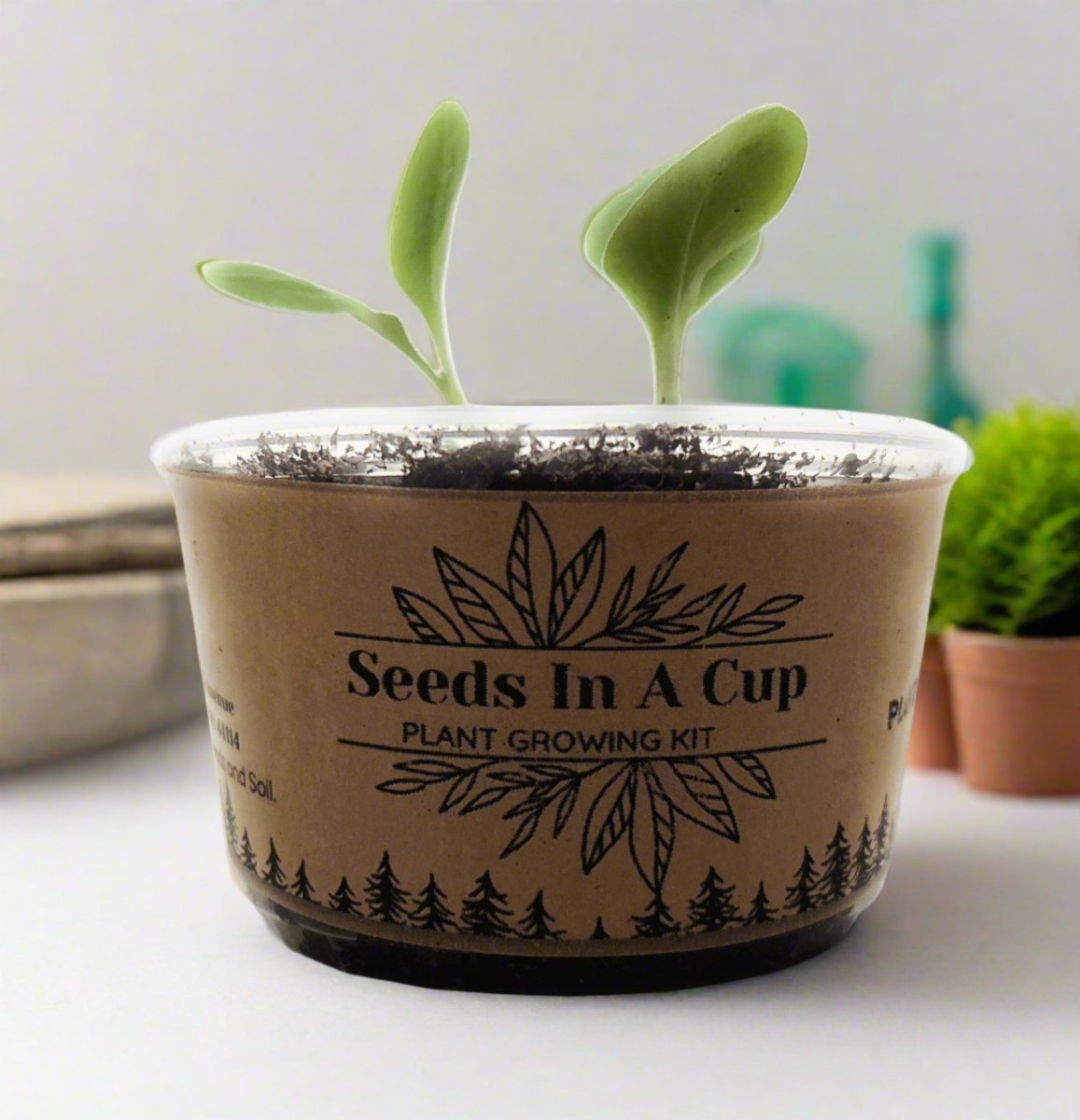 English Ivy Vine | Seed Starter Grow Kit | Seeds In A Cup®