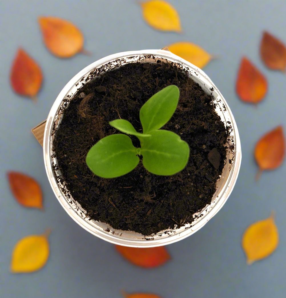 Dessert Grape | Vine Seed Starter Grow Kit | Seeds In A Cup®