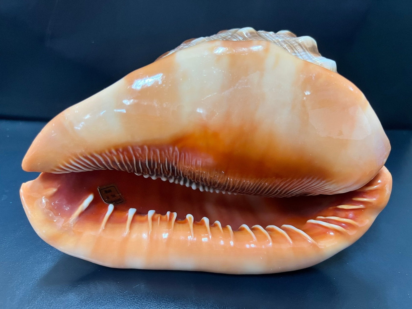 Bullmouth Cameo Helmet Shell 5-6"+ Cassis Rufa Select Premium Stock