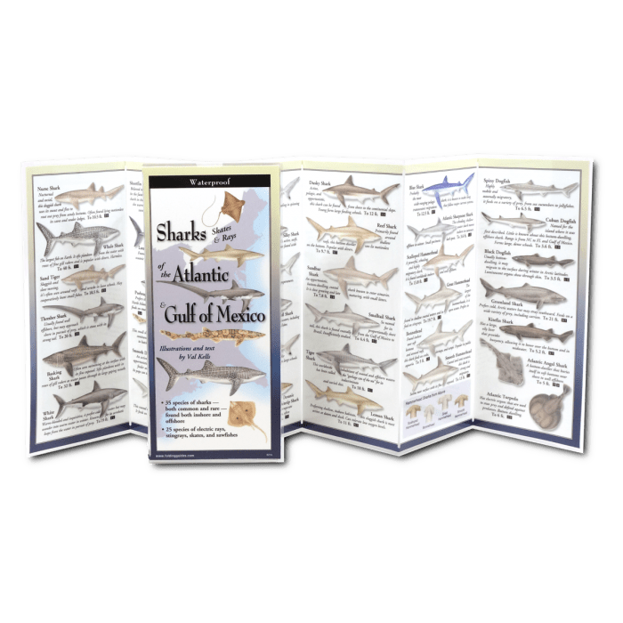 Sharks, Skates & Rays of the Atlantic & Gulf of Mexico Folding Guide