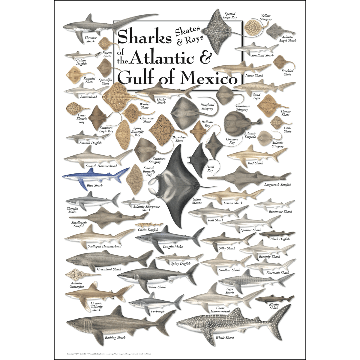 Sharks, Skates, & Rays of the SE Atlantic & Gulf Poster – 19″ x 27″
