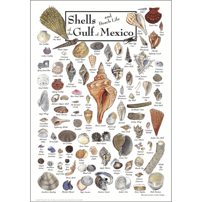 Shells of Gulf of Mexico Poster – 19″ x 27″ Coastal Shell Identification Print
