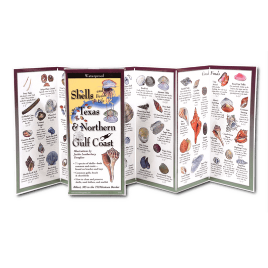 Shells of Texas & Northern Gulf Coast – Waterproof Identification Guide