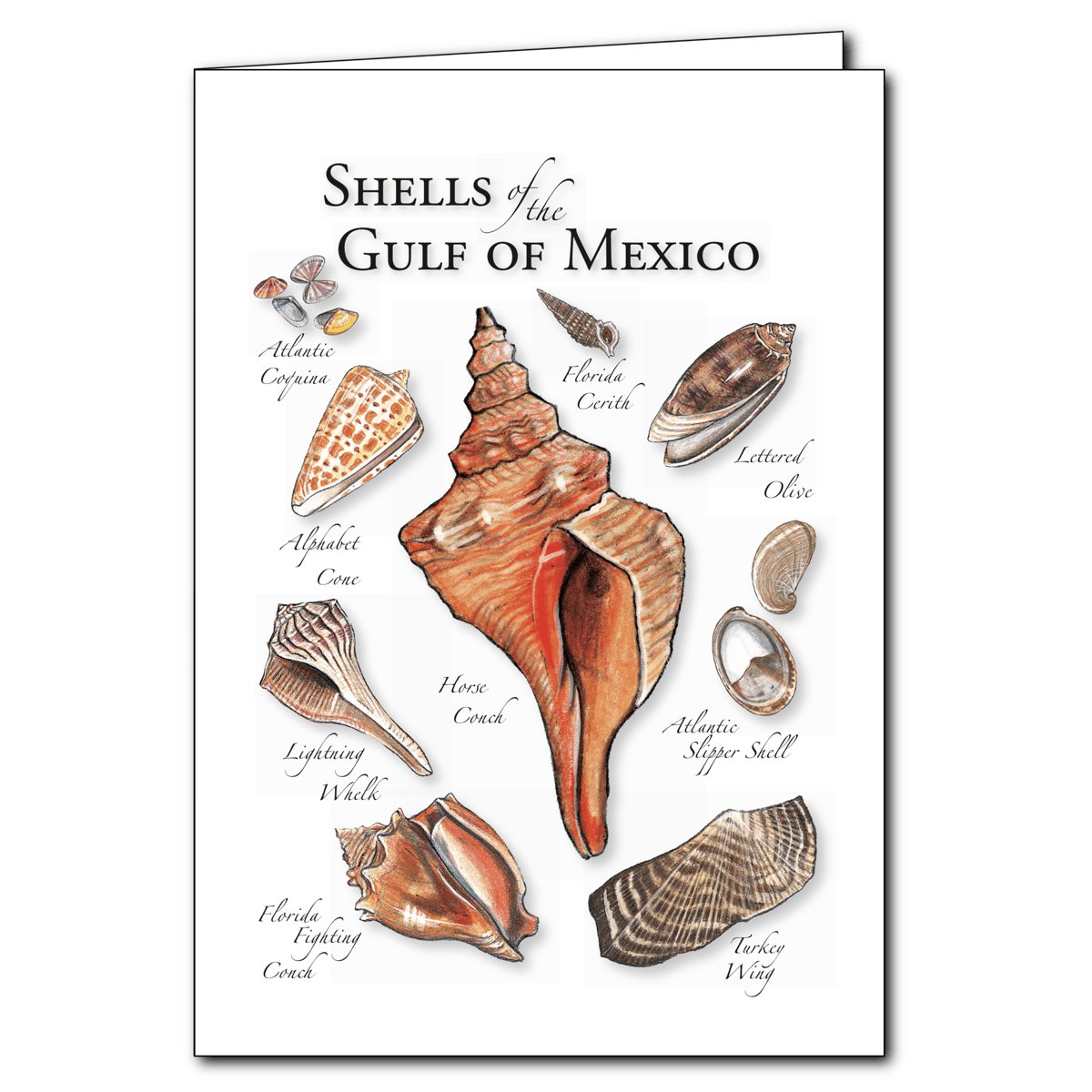 Shells of the Gulf of Mexico 5" x 7" Greeting Card