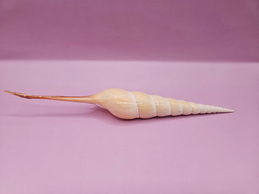 Shinbone Tibia Fusus Shell-9.75"