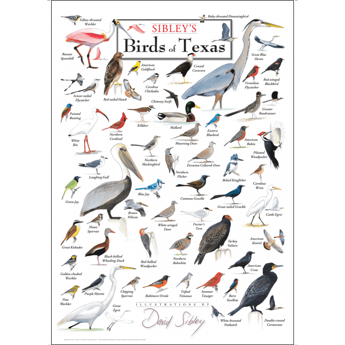 Sibley's Birds of Texas Poster – 19" x 27"