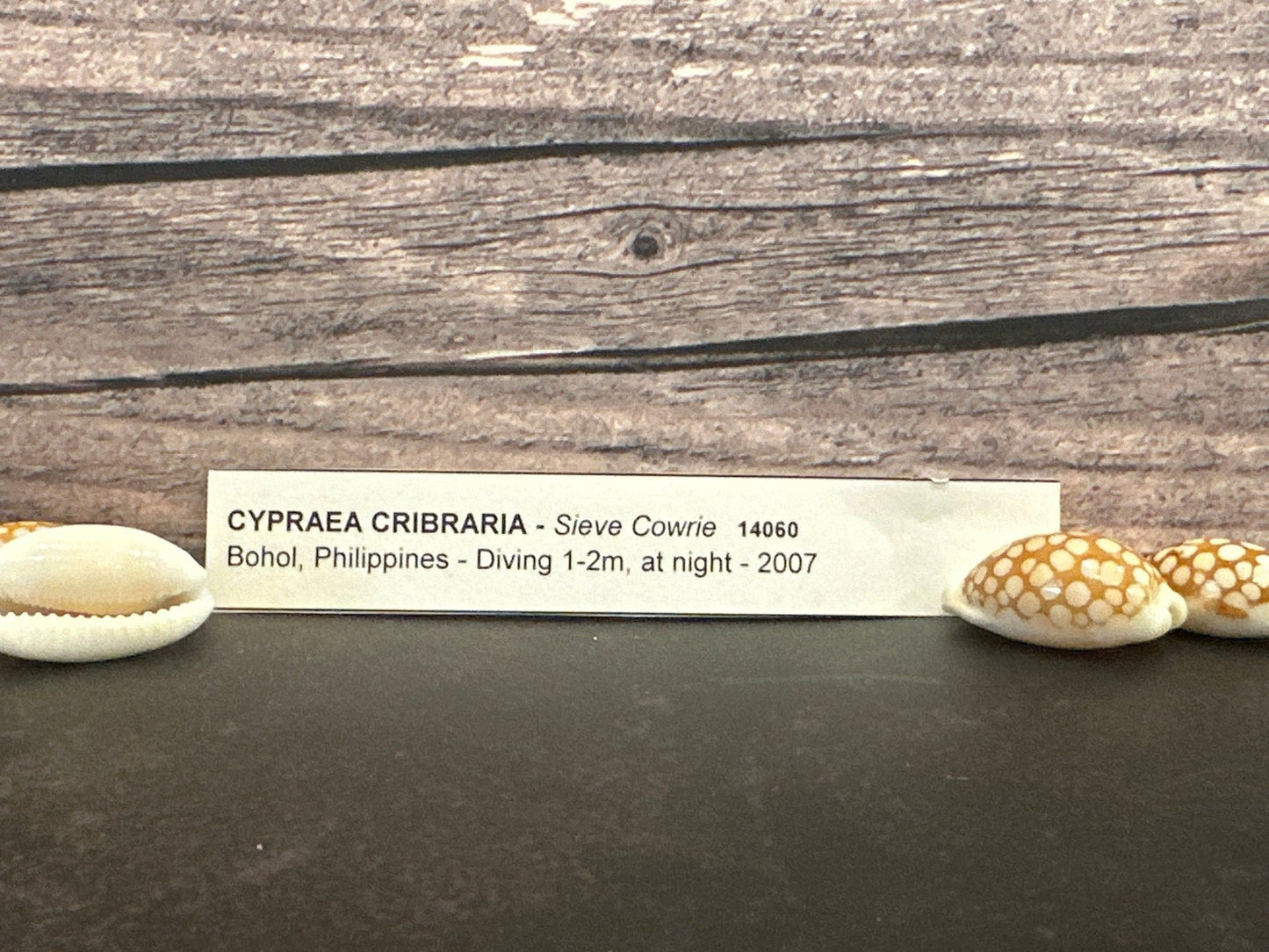 Sieve Cowrie Shells 3/4"+ Cribrarula cribraria