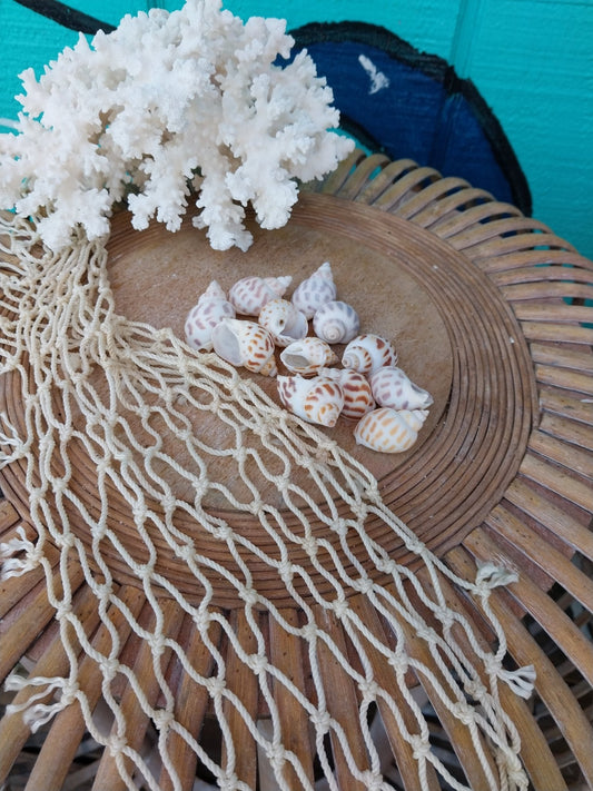 Small Aerolata Babylonia