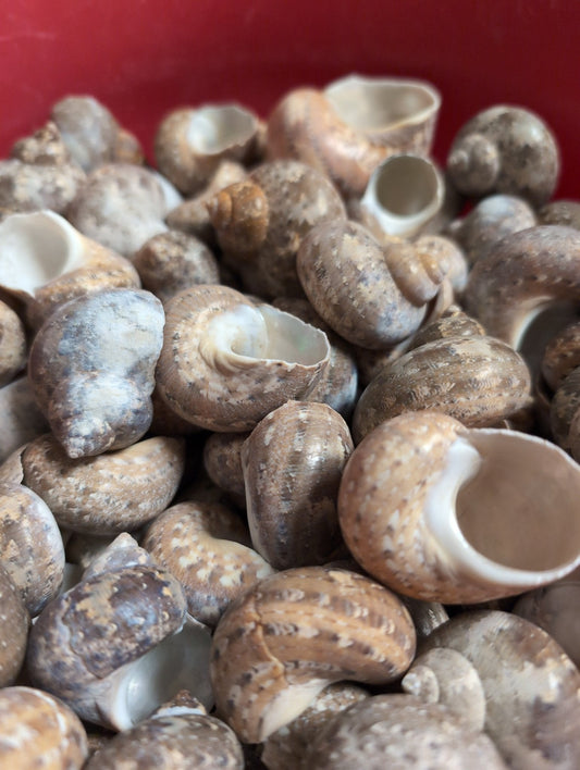 Snakeskin Tapestry Turban Shells (Turbo petholatus)