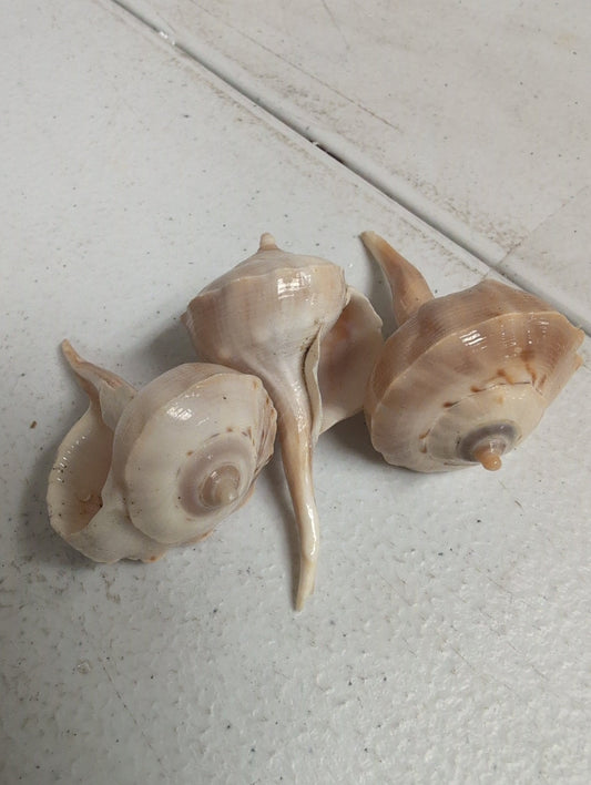 Bulk Spiral Tudicla Shells (Tudicla spirillus) – Natural Craft Shells for DIY & Wedding Decor