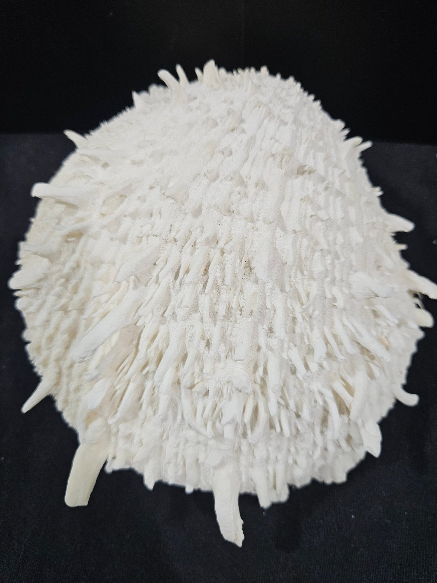 Spondylus Shell Pair 6"- Exact Shell Shown