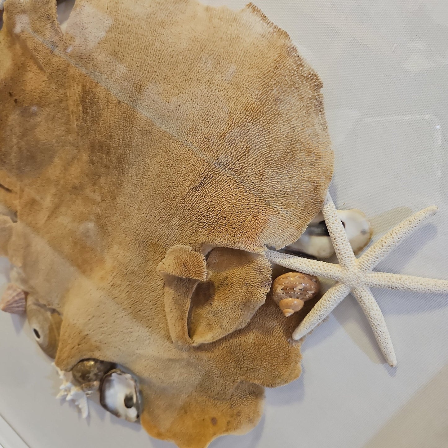 Sponge Sea-fan and shell shadow box