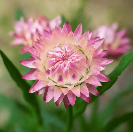 Silver Rose Strawflower – 25 Seeds