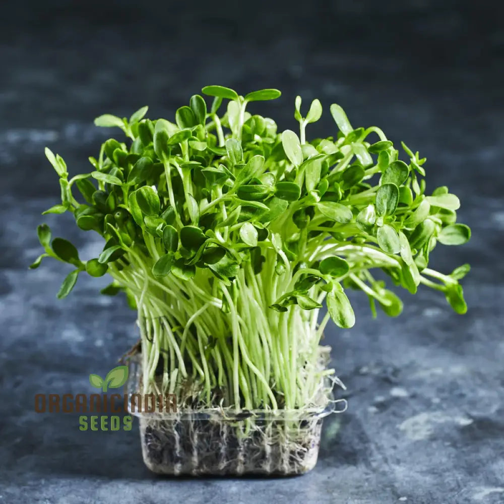 Sunflower Black Seeds (Sprout) - Premium Seeds for Planting and Growing