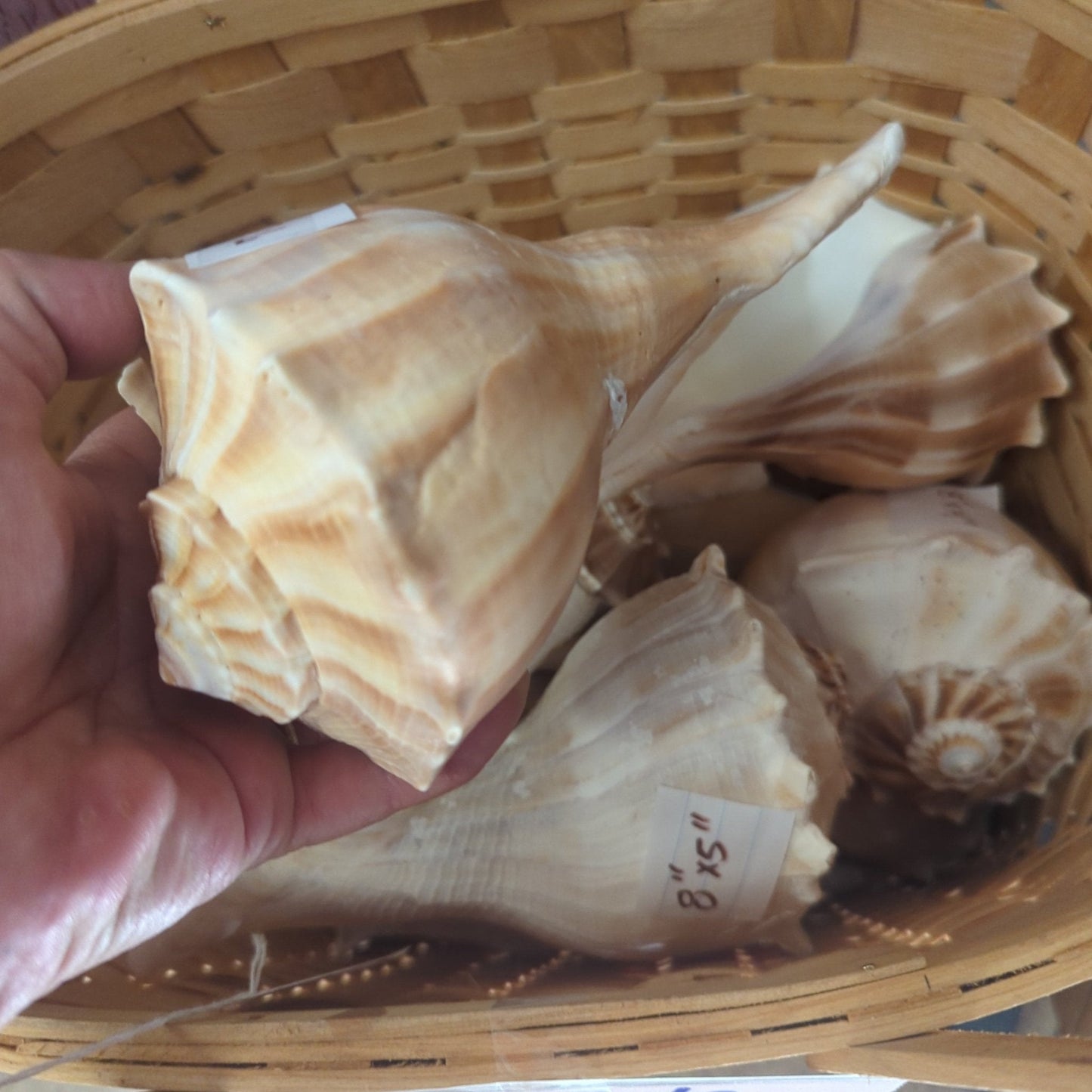 Texas State shell lightning whelk 7-9"