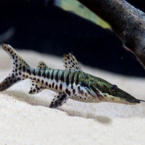 Tiger Shovelnose Catfish 4"