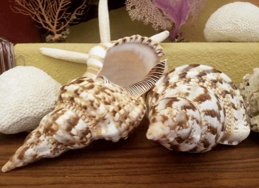 Triton Trumpet Charonia Variegata Display Shell