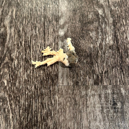 Ultra RARE Vintage Ivory Peach Stylaster Coral- 3.25"x2.5"x1"