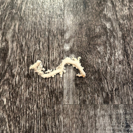 Ultra RARE Vintage Ivory Peach Stylaster Coral- 3.5"x1.25"x0.75"