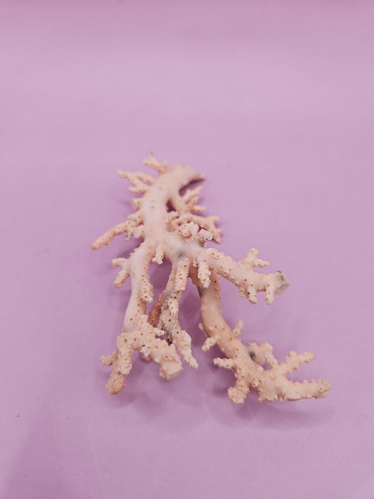 Ultra RARE Vintage Ivory Peach Stylaster Coral- 3.5"x2"x1"