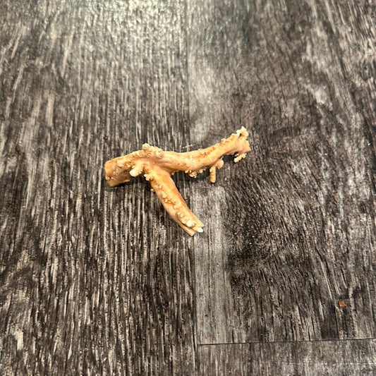 Ultra RARE Vintage Ivory Peach Stylaster Coral- 3.5"x3"x2"