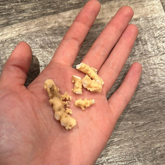 Ultra RARE Vintage Ivory Peach Stylaster Coral Pieces