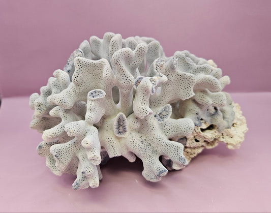 Vintage Blue Ridge Coral - 7.5"x6.5" Natural Coastal Décor Accent