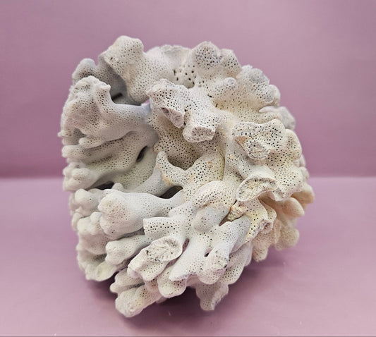 Vintage Blue Ridge Coral - 7.75"x5.5" Natural Coastal Décor Accent