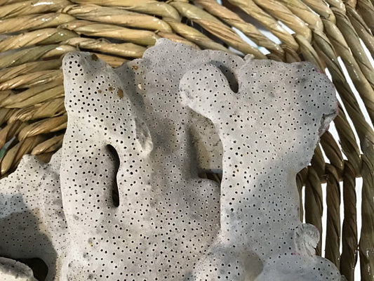 Vintage Blue Ridge Coral- 9.75"