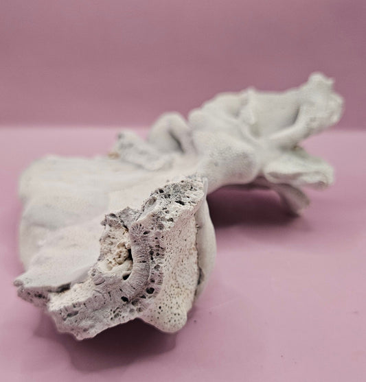 Vintage Blue Ridge Coral Specimen - Natural Decorative Piece (8"x7.5"x2.8")