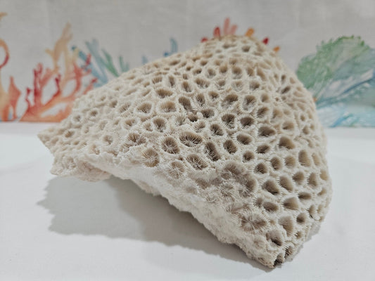 Vintage Brain Coral Display – Diploria labyrinthiformis 8" Coastal Textural Accent