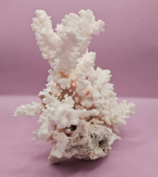 Vintage Brownstem Coral - 10"x7"