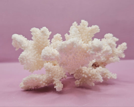 Vintage Brownstem Coral – Natural Coastal Marine Display Piece (7.5" x 7.5")