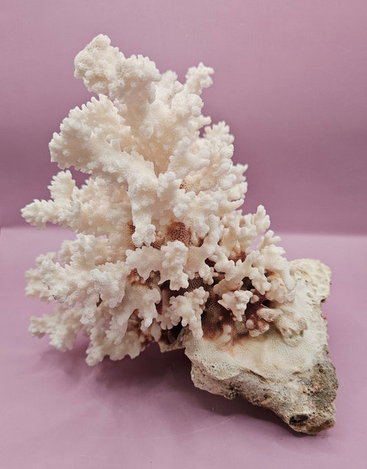 Vintage Brownstem Coral - Natural Decorative Specimen (10.5"x9"x6")